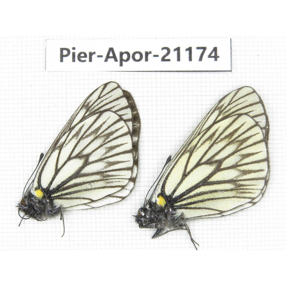 Aporia goutellei goutellei. China, Yunnan, Lijiang, W of Yulong county. 2M. Pier-Apor-21174.