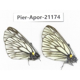 Aporia goutellei goutellei. China, Yunnan, Lijiang, W of Yulong county. 2M. Pier-Apor-21174.