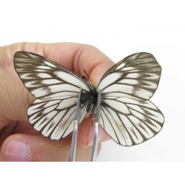 Aporia goutellei goutellei. China, Yunnan, Lijiang, W of Yulong county. 2M. Pier-Apor-21174.