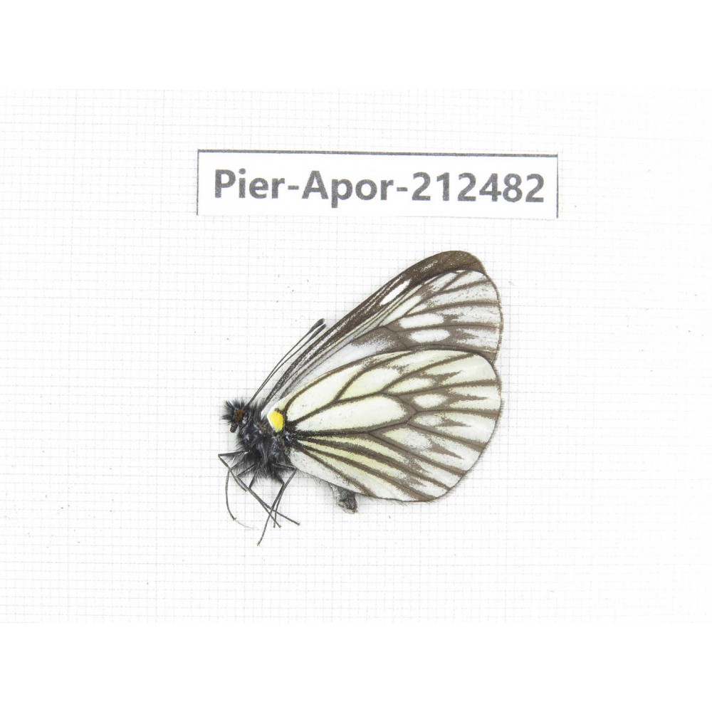 Aporia goutellei goutellei. China, Yunnan, Lijiang, W part of Yulong county. 1M. Pier-Apor-212482.