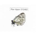 Aporia goutellei goutellei. China, Yunnan, Lijiang, W part of Yulong county. 1M. Pier-Apor-212482.