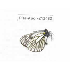 Aporia goutellei goutellei. China, Yunnan, Lijiang, W part of Yulong county. 1M. Pier-Apor-212482.