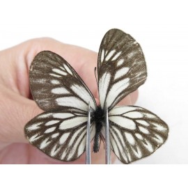 Aporia goutellei goutellei. China, Yunnan, Lijiang, W part of Yulong county. 1M. Pier-Apor-212482.
