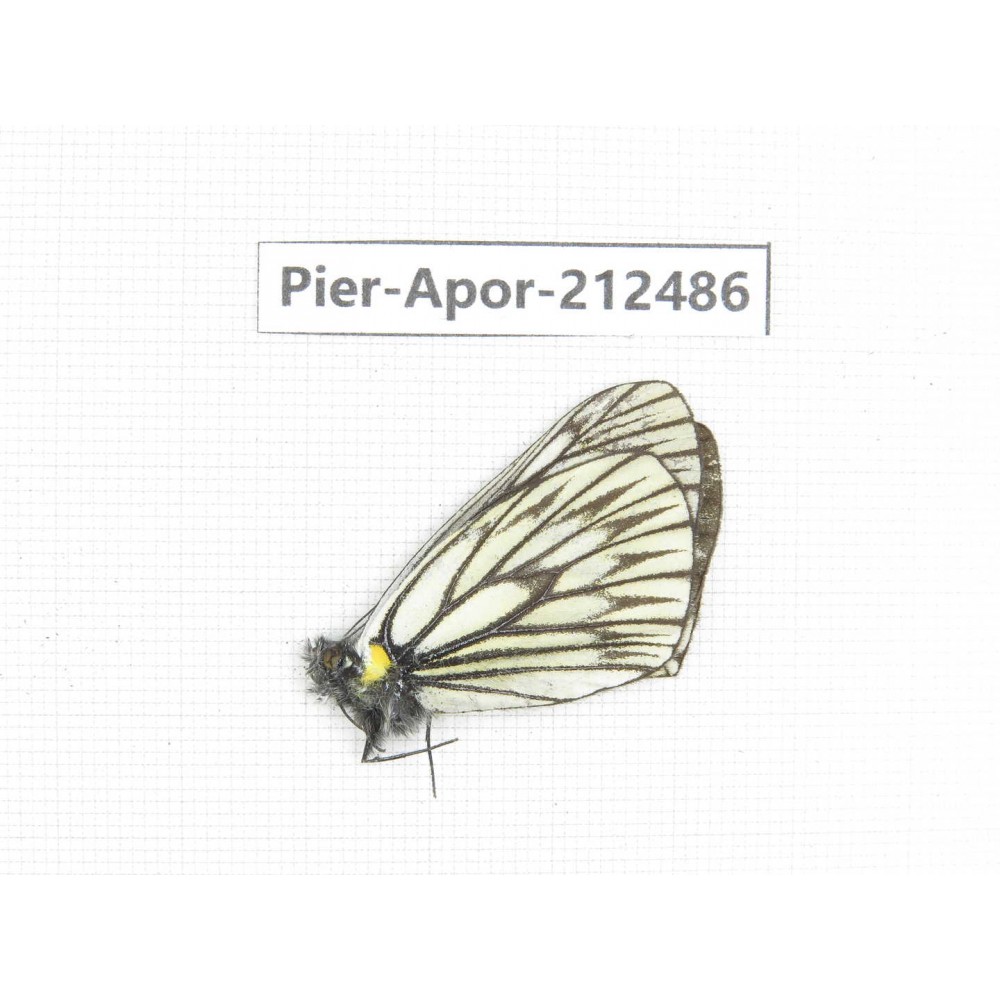 Aporia goutellei goutellei. China, Yunnan, Lijiang, W part of Yulong county. 1M. Pier-Apor-212486.