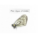 Aporia goutellei goutellei. China, Yunnan, Lijiang, W part of Yulong county. 1M. Pier-Apor-212486.
