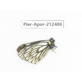 Aporia goutellei goutellei. China, Yunnan, Lijiang, W part of Yulong county. 1M. Pier-Apor-212486.