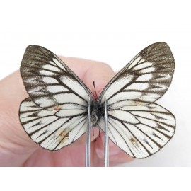 Aporia goutellei goutellei. China, Yunnan, Lijiang, W part of Yulong county. 1M. Pier-Apor-212487.