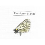Aporia goutellei goutellei. China, Yunnan, Lijiang, W part of Yulong county. 1M. Pier-Apor-212488.