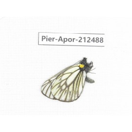 Aporia goutellei goutellei. China, Yunnan, Lijiang, W part of Yulong county. 1M. Pier-Apor-212488.