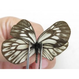 Aporia goutellei goutellei. China, Yunnan, Lijiang, W part of Yulong county. 1M. Pier-Apor-212488.