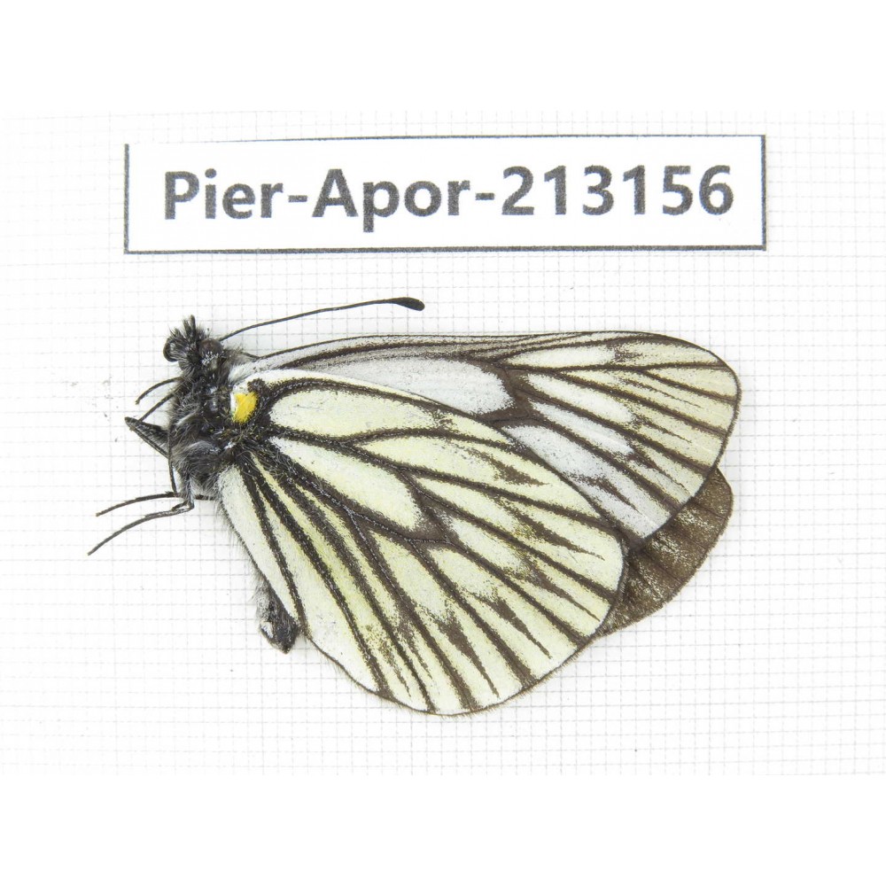 Aporia goutellei goutellei. China, Yunnan, Nujiang, N of Mt.Biluoxueshan. 1M. Pier-Apor-213156.