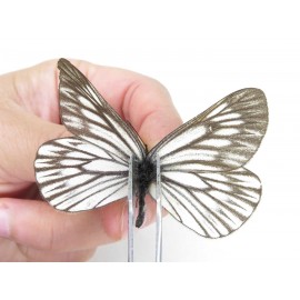 Aporia goutellei goutellei. China, Yunnan, Nujiang, N of Mt.Biluoxueshan. 1M. Pier-Apor-213156.