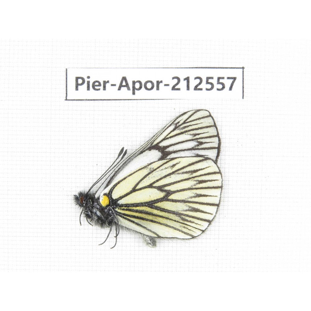 Aporia goutellei goutellei. China, Yunnan, Xiangerila, Chongjianghe village. 1M. Pier-Apor-212557.