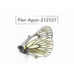 Aporia goutellei goutellei. China, Yunnan, Xiangerila, Chongjianghe village. 1M. Pier-Apor-212557.