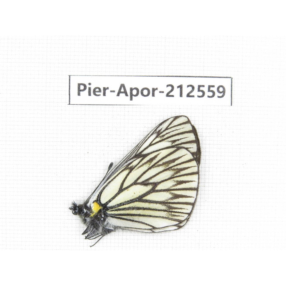Aporia goutellei goutellei. China, Yunnan, Xiangerila, Chongjianghe village. 1M. Pier-Apor-212559.