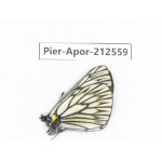 Aporia goutellei goutellei. China, Yunnan, Xiangerila, Chongjianghe village. 1M. Pier-Apor-212559.