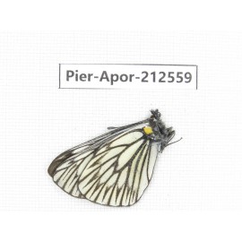 Aporia goutellei goutellei. China, Yunnan, Xiangerila, Chongjianghe village. 1M. Pier-Apor-212559.