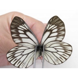 Aporia goutellei goutellei. China, Yunnan, Xiangerila, Chongjianghe village. 1M. Pier-Apor-212559.