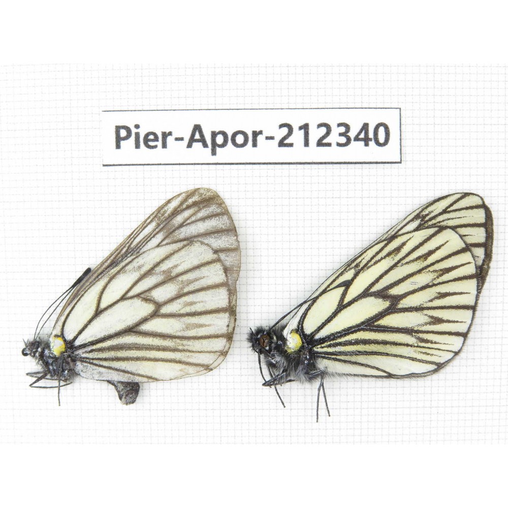 Aporia goutellei goutellei. China, Yunnan, Xiangerila, Deqin county, Xiaruo town. 1P. Pier-Apor-212340.
