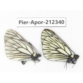 Aporia goutellei goutellei. China, Yunnan, Xiangerila, Deqin county, Xiaruo town. 1P. Pier-Apor-212340.