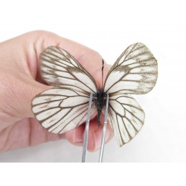 Aporia goutellei goutellei. China, Yunnan, Xiangerila, Deqin county, Xiaruo town. 1P. Pier-Apor-212340.