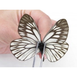 Aporia goutellei goutellei. China, Yunnan, Xiangerila, Deqin county, Xiaruo town. 1P. Pier-Apor-212340.
