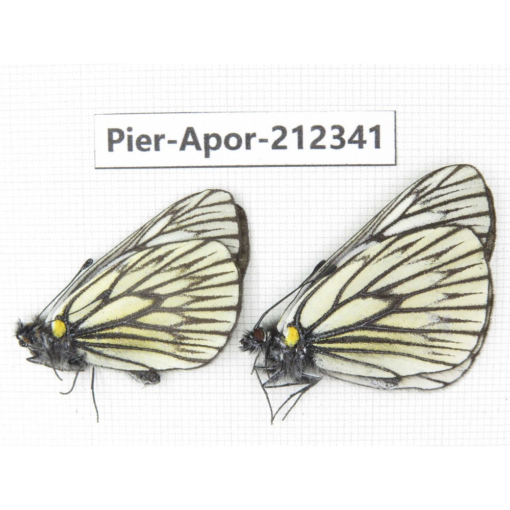Aporia goutellei goutellei. China, Yunnan, Xiangerila, Deqin county, Xiaruo town. 2M. Pier-Apor-212341.
