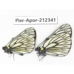 Aporia goutellei goutellei. China, Yunnan, Xiangerila, Deqin county, Xiaruo town. 2M. Pier-Apor-212341.