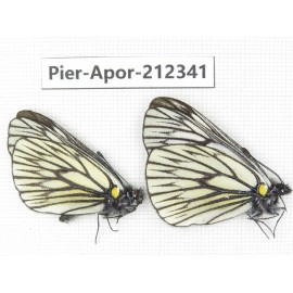 Aporia goutellei goutellei. China, Yunnan, Xiangerila, Deqin county, Xiaruo town. 2M. Pier-Apor-212341.