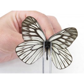 Aporia goutellei goutellei. China, Yunnan, Xiangerila, Deqin county, Xiaruo town. 2M. Pier-Apor-212341.