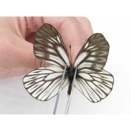Aporia goutellei goutellei. China, Yunnan, Xiangerila, Deqin county, Xiaruo town. 2M. Pier-Apor-212341.