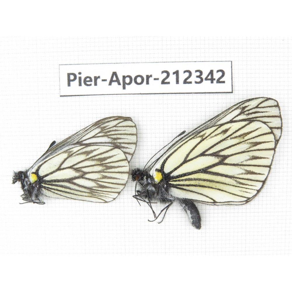Aporia goutellei goutellei. China, Yunnan, Xiangerila, Deqin county, Xiaruo town. 2M. Pier-Apor-212342.