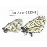 Aporia goutellei goutellei. China, Yunnan, Xiangerila, Deqin county, Xiaruo town. 2M. Pier-Apor-212342.