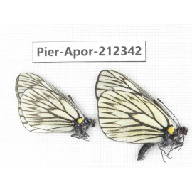 Aporia goutellei goutellei. China, Yunnan, Xiangerila, Deqin county, Xiaruo town. 2M. Pier-Apor-212342.