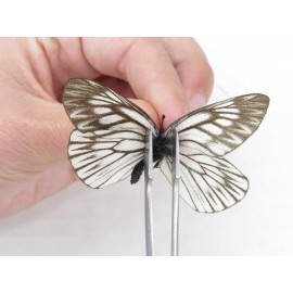 Aporia goutellei goutellei. China, Yunnan, Xiangerila, Deqin county, Xiaruo town. 2M. Pier-Apor-212342.
