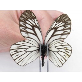 Aporia goutellei goutellei. China, Yunnan, Xiangerila, Deqin county, Xiaruo town. 2M. Pier-Apor-212342.