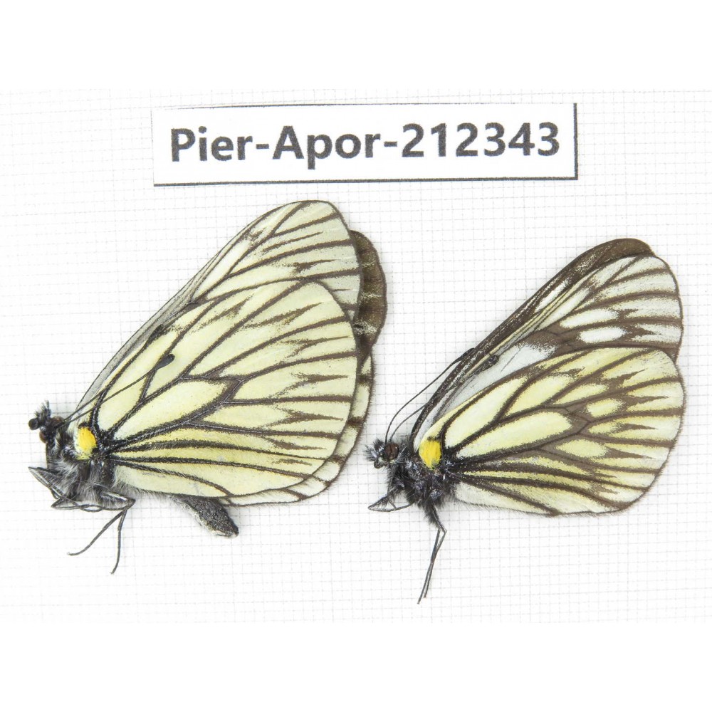 Aporia goutellei goutellei. China, Yunnan, Xiangerila, Deqin county, Xiaruo town. 2M. Pier-Apor-212343.