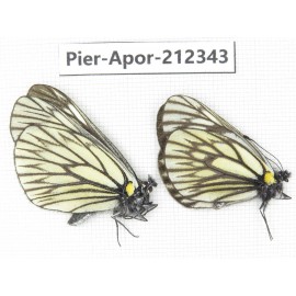 Aporia goutellei goutellei. China, Yunnan, Xiangerila, Deqin county, Xiaruo town. 2M. Pier-Apor-212343.