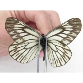 Aporia goutellei goutellei. China, Yunnan, Xiangerila, Deqin county, Xiaruo town. 2M. Pier-Apor-212343.