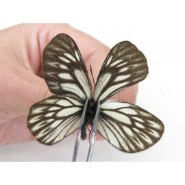 Aporia goutellei goutellei. China, Yunnan, Xiangerila, Deqin county, Xiaruo town. 2M. Pier-Apor-212343.