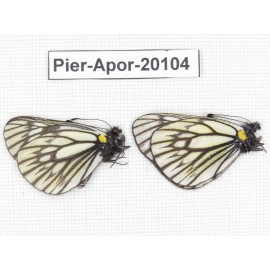 Aporia goutellei goutellei. China, Yunnan, Xiangerila, Mt.Meilixueshan. 2M. Pier-Apor-20104.