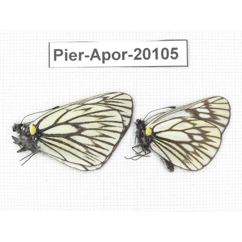 Aporia goutellei goutellei. China, Yunnan, Xiangerila, Mt.Meilixueshan. 2M. Pier-Apor-20105.