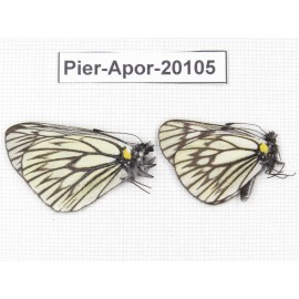 Aporia goutellei goutellei. China, Yunnan, Xiangerila, Mt.Meilixueshan. 2M. Pier-Apor-20105.