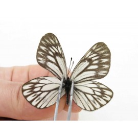 Aporia goutellei goutellei. China, Yunnan, Xiangerila, Mt.Meilixueshan. 2M. Pier-Apor-20105.