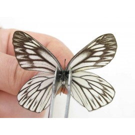 Aporia goutellei goutellei. China, Yunnan, Xiangerila, Mt.Meilixueshan. 2M. Pier-Apor-20105.