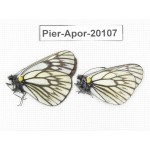 Aporia goutellei goutellei. China, Yunnan, Xiangerila, Mt.Meilixueshan. 2M. Pier-Apor-20107.