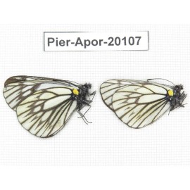 Aporia goutellei goutellei. China, Yunnan, Xiangerila, Mt.Meilixueshan. 2M. Pier-Apor-20107.
