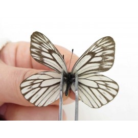 Aporia goutellei goutellei. China, Yunnan, Xiangerila, Mt.Meilixueshan. 2M. Pier-Apor-20107.
