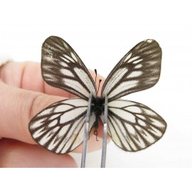 Aporia goutellei goutellei. China, Yunnan, Xiangerila, Mt.Meilixueshan. 2M. Pier-Apor-20107.