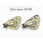 Aporia goutellei goutellei. China, Yunnan, Xiangerila, Mt.Meilixueshan. 2M. Pier-Apor-20108.